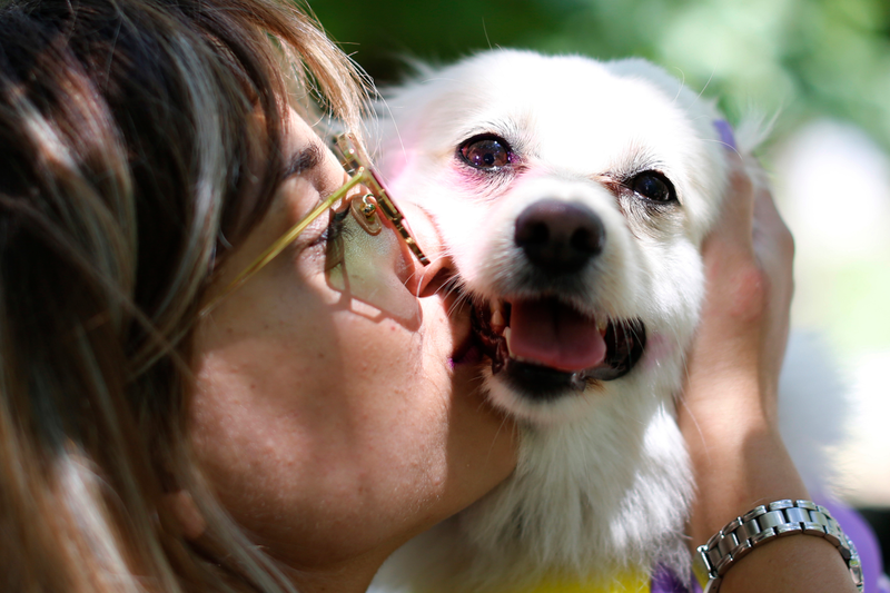 Dogs. AP
